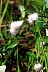 Cottongrass2.jpg