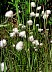 Cottongrass.jpg